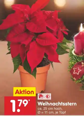 Netto Marken-Discount Weihnachtsstern Angebot