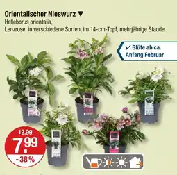 V Markt Orientalischer nieswurz Angebot