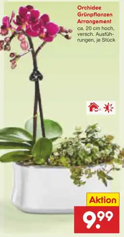 Netto Marken-Discount Orchidee grünpflanzen arrangement Angebot