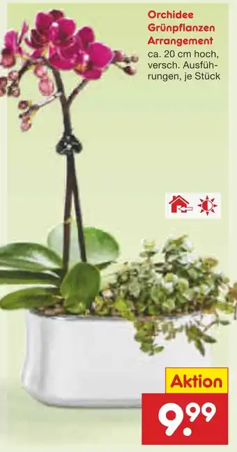 Netto Marken-Discount Orchidee grünpflanzen arrangement Angebot