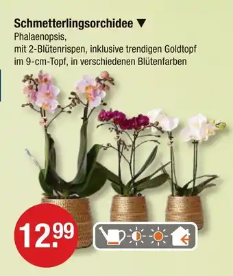 V Markt Schmetterlingsorchidee Angebot
