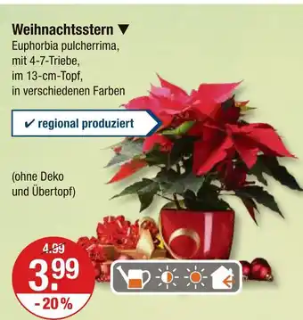V Markt Weihnachtsstern Angebot