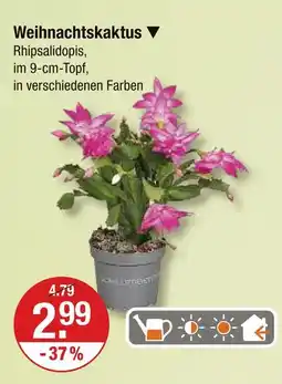 V Markt Weihnachtskaktus Angebot