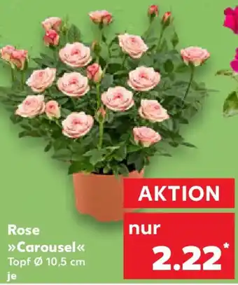 Kaufland Rose Carousel Angebot