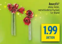diska Amaryllis Angebot