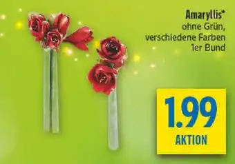 diska Amaryllis Angebot