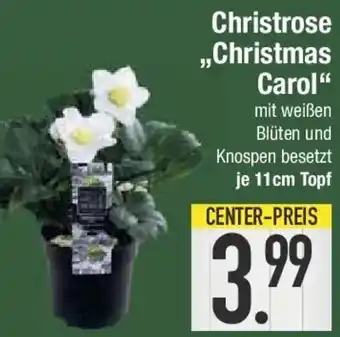 E-Center Christrose ,,Christmas Carol" Angebot