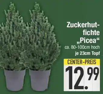 E-Center Zuckerhutfichte ,,Picea" Angebot