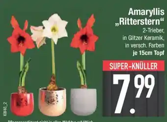 E-Center Amaryllis ,,Ritterstern" Angebot