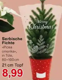 Jawoll Serbische Fichte Angebot