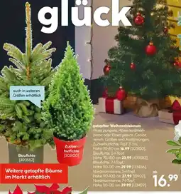 Hellweg getopfter Weihnachtsbaum Angebot