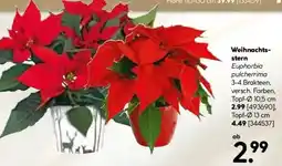 Hellweg Weihnachtsstern Angebot