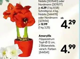 Hellweg Amaryllis Hippeastrum Angebot