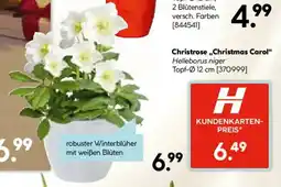 Hellweg Christrose,,Christmas Carol" Angebot