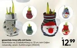Hellweg gewachste Amaryllis mit Socke Angebot