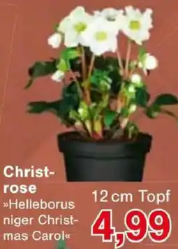 Jawoll Christrose Angebot