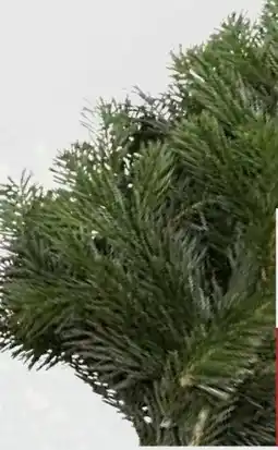 Pflanzen Kölle Nordmanntannen-Handbund Angebot