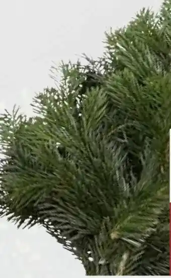 Pflanzen Kölle Nordmanntannen-Handbund Angebot