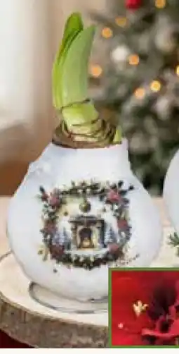 Pflanzen Kölle Gewachste Amaryllis mit Weihnachtsmotiv Angebot
