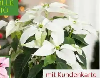Pflanzen Kölle Kölle's Bio Weihnachtsstern Princettia Angebot