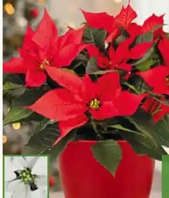 Pflanzen Kölle Weihnachtsstern Mehrtrieber Angebot