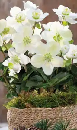 Pflanzen Kölle Christrose Angebot