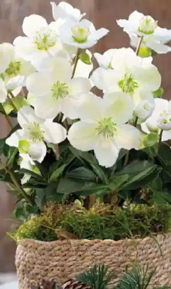 Pflanzen Kölle Christrose Angebot