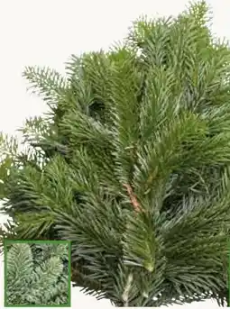 Pflanzen Kölle Nordmannkranz Angebot