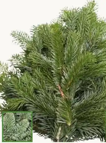 Pflanzen Kölle Nordmannkranz Angebot