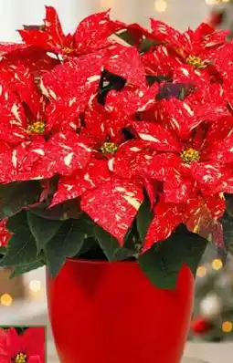 Pflanzen Kölle Kölle's Beste Weihnachtsstern-Busch Angebot