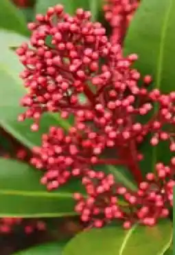 Pflanzen Kölle Kölle Blütenskimmie Rubella Angebot