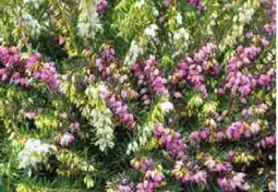 Pflanzen Kölle Duo-Winterheide Angebot