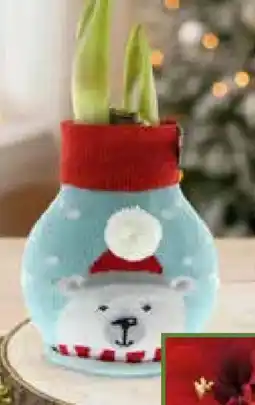 Pflanzen Kölle Amaryllis im Weihnachtspullover Angebot