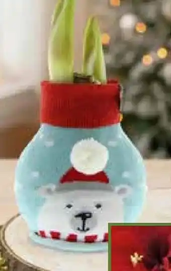 Pflanzen Kölle Amaryllis im Weihnachtspullover Angebot