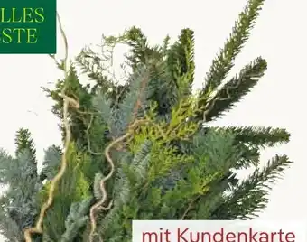 Pflanzen Kölle Kölle's Beste Koniferen-Strauß Angebot