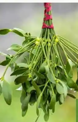 Pflanzen Kölle Mistelzweige-Handbund Angebot