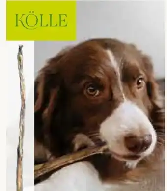 Pflanzen Kölle Kölle Ochsenziemer Angebot