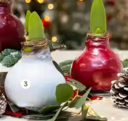 Pflanzen Kölle Gewachste Amaryllis Angebot