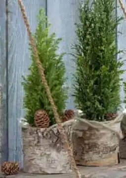 Pflanzen Kölle Mini-Konifere Angebot