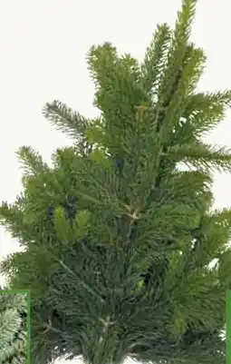 Pflanzen Kölle Nordmann Handbunde Angebot