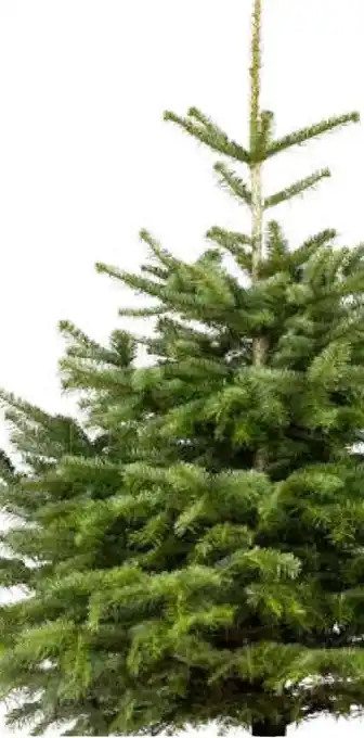 Pflanzen Kölle Weihnachts Nordmanntannen Angebot