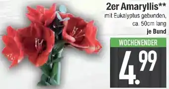 E-Center 2er Amaryllis Angebot