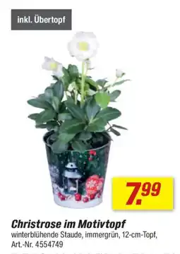 toom Baumarkt Christrose im Motivtopf Angebot