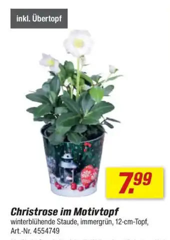 toom Baumarkt Christrose im Motivtopf Angebot