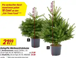 toom Baumarkt Getopfte Weihnachtsbäume Angebot
