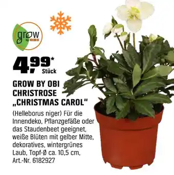 OBI Grow by obi christrose „christmas carol“ Angebot