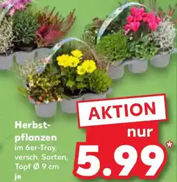 Kaufland Herbstpflanzen Angebot