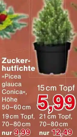 Wiglo Wunderland Zuckerhutfichte Angebot