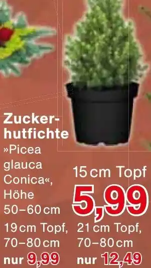 Wiglo Wunderland Zuckerhutfichte Angebot