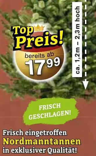 Wiglo Wunderland Nordmanntannen Angebot